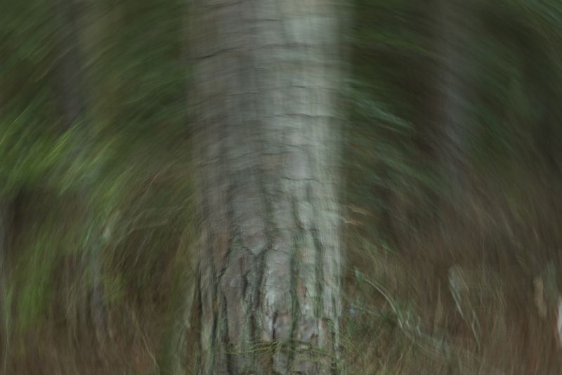 Slow shutter speed on the camera (making a circle around a loblolly pine) 