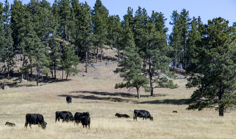 Cattle grazing in the NF 