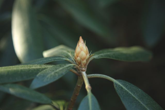 Rhododendron bud 