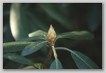 Rhododendron bud 