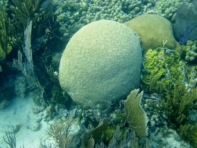 Cayman Diving -- Brain Coral 