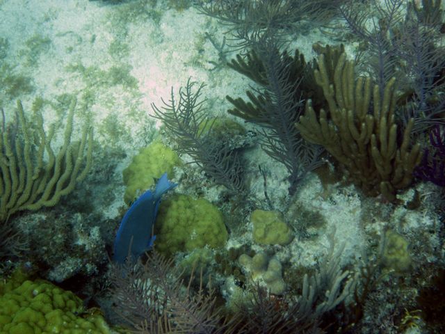 Cayman Diving -- Surgeonfish 