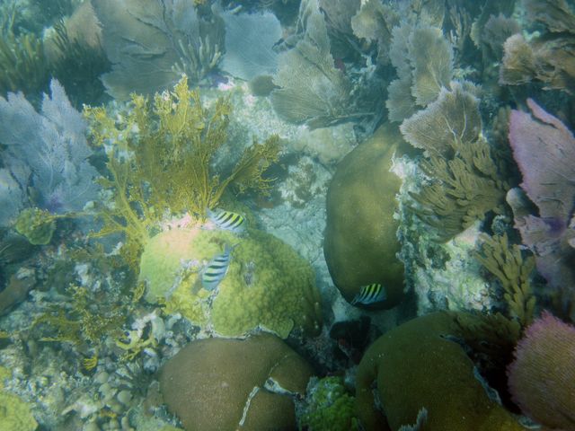 Cayman Diving -- Coral Fish 