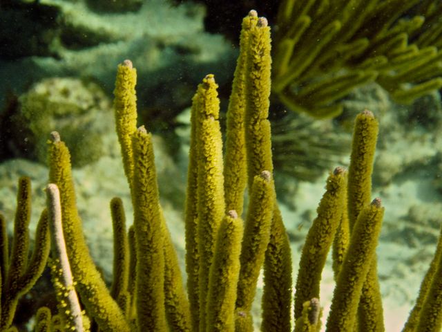 Cayman Diving -- Sponge