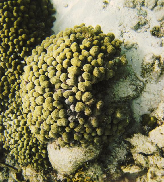 Cayman Diving -- Coral Head 