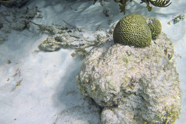 Cayman Diving -- New Brain Coral 