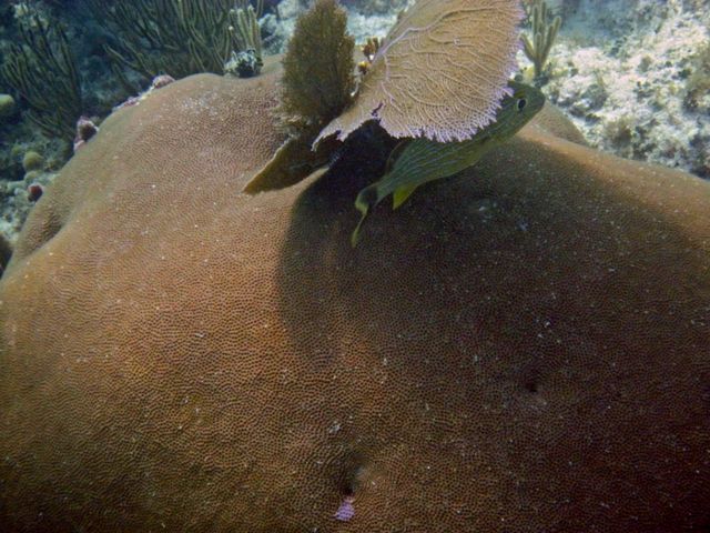 Cayman Diving -- Brain Coral 