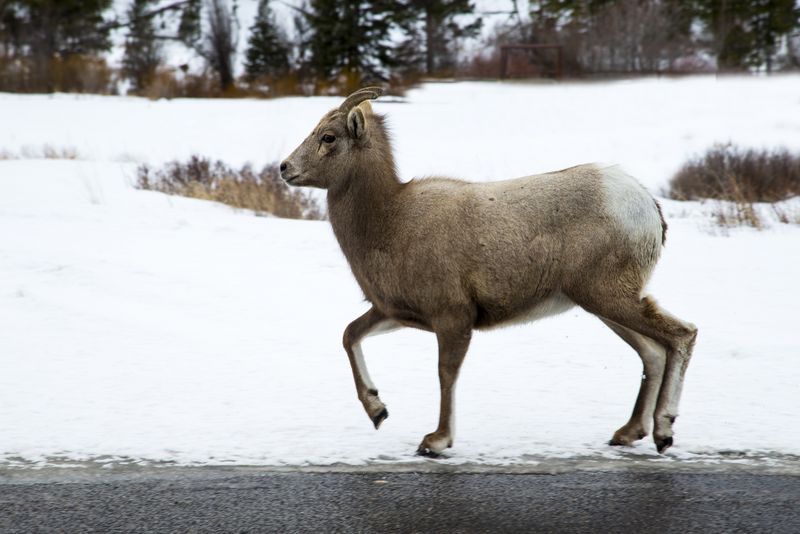 Female Big Horn Sheep walking down the road 