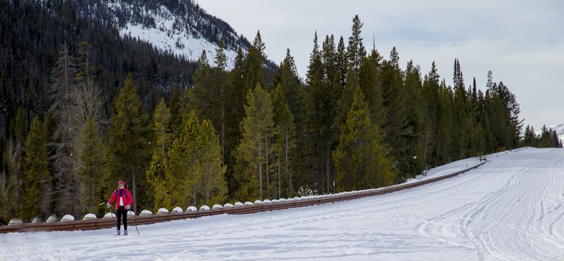 Cross Country Skier - East Gate of Yellowstone NP 