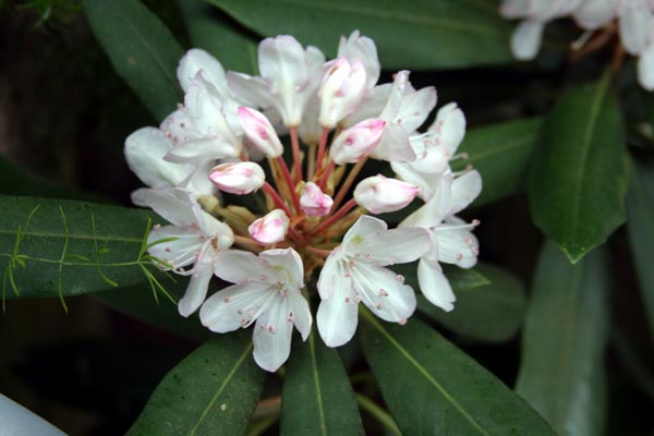 Rhododendron Bloom 