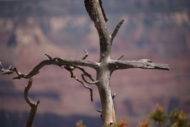 Unique tree limb 