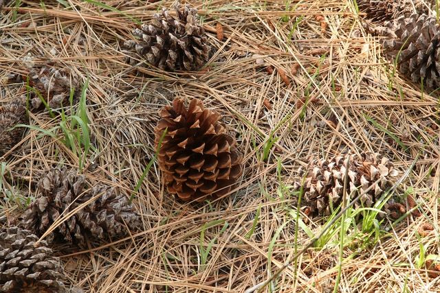Yellow Pine Cone 