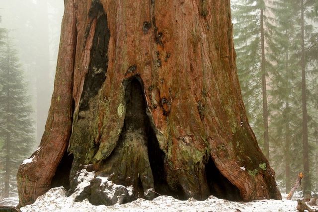 Resembling a huge foot, buttresses at the base of a sequoia 