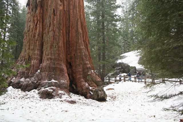 Giant Sequoia (40 foot diameter) 
