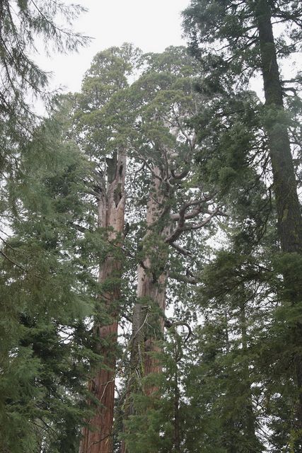 Canopy of Giant Sequoias