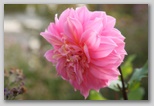 Pink Flower in Garden