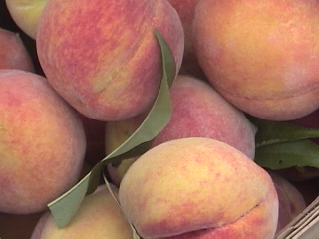Peaches at Callaham Farms in Pelzer, SC 