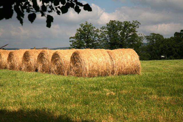 Hay Field in middle Tennessee 