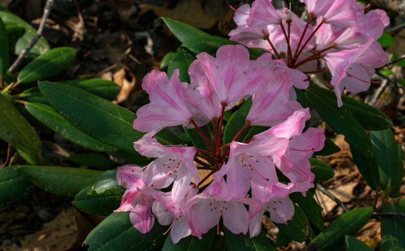 Pink Rhododendrons 