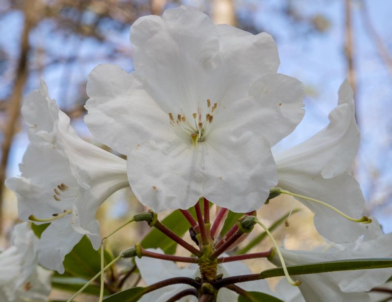 Cluster of White Rhododendrons 