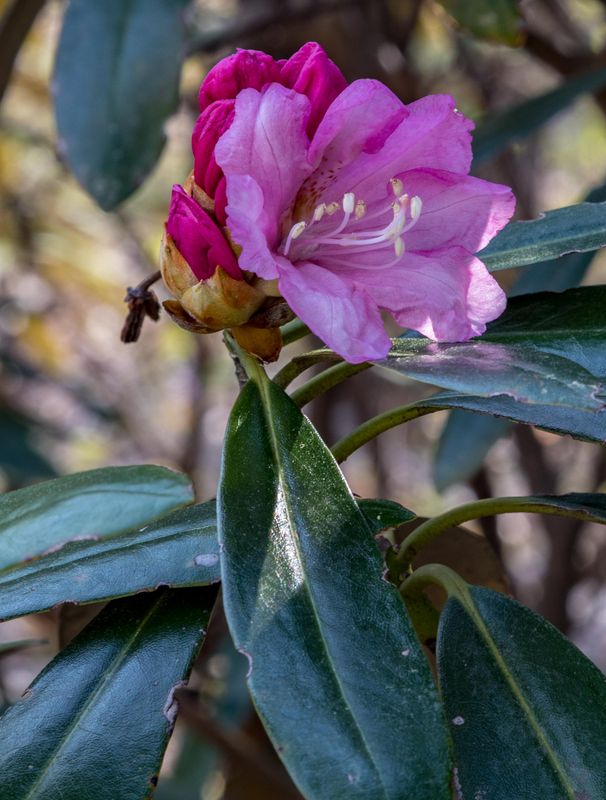 Red Rhododendron 