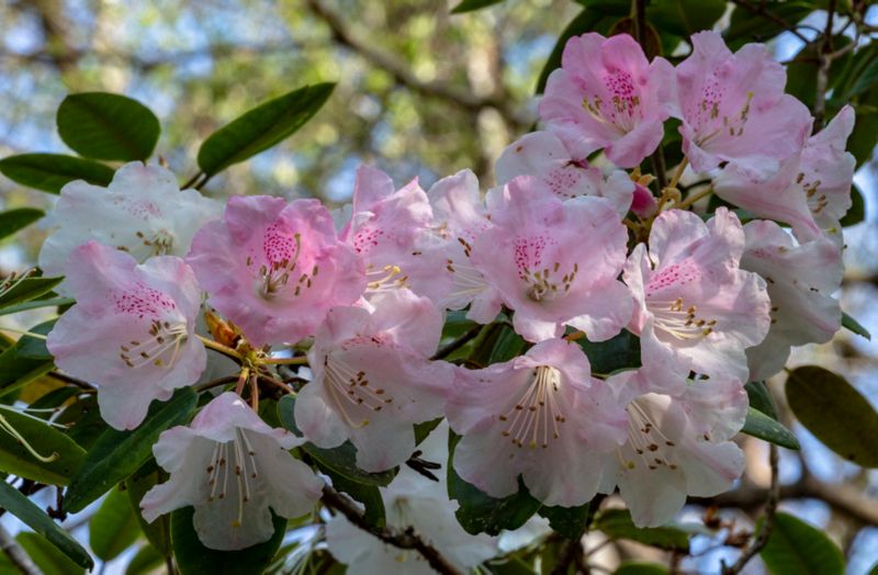Cluster of Rhododendrons 