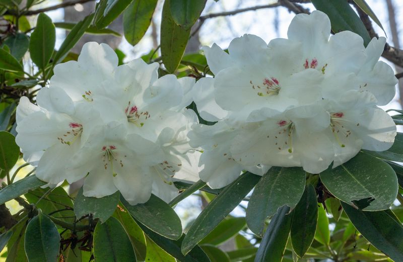 White Rhododendrons 