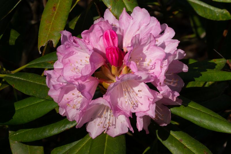 Custer of Pink Rhododendrons 