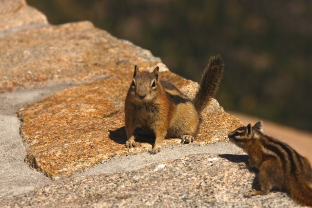 Ground Squirrels 