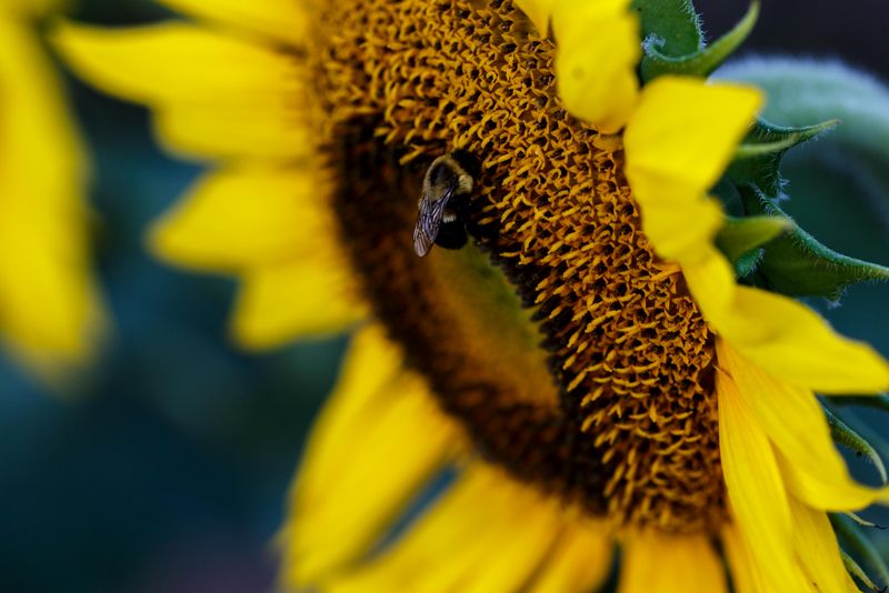 Sunflower with Bee 