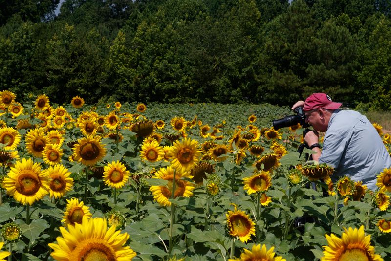 Photographing the field of Sunflowers 