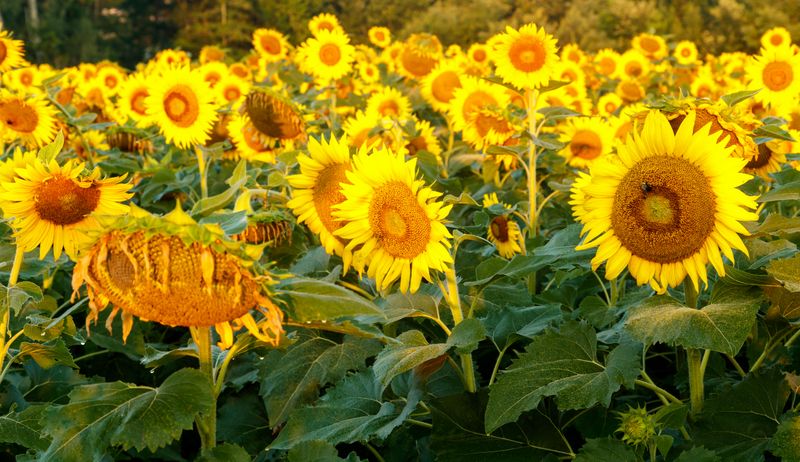 Field of Sunflowers 