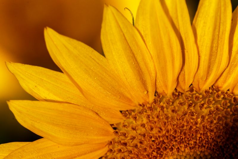 Sunflower - Close up 