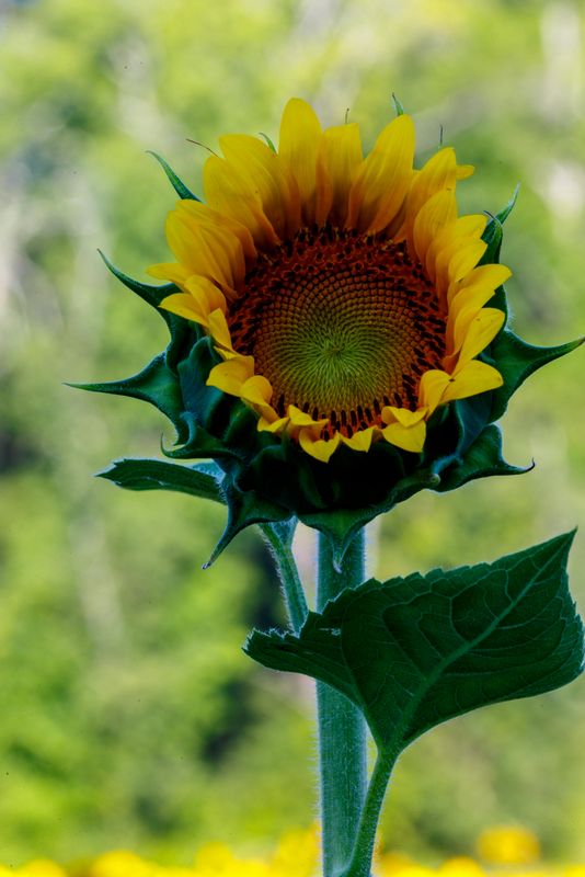 Sunflower - starting to open