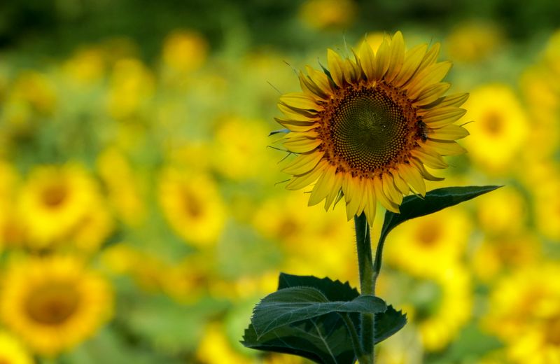 Sunflower standout