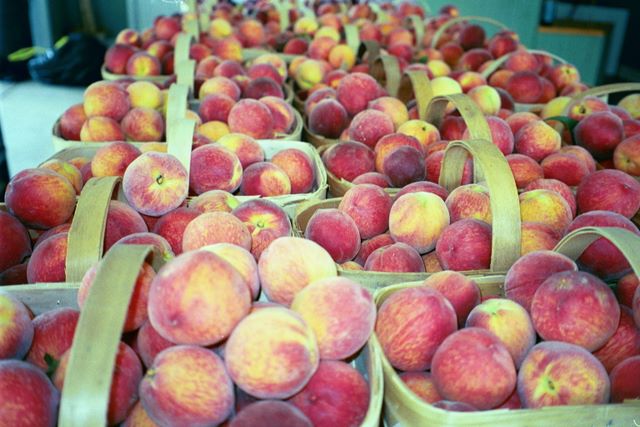 Peaches - Callaham's Orchard - Belton, South Carolina