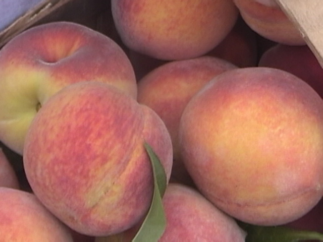 Peaches - Callaham's Orchard - Belton, South Carolina 