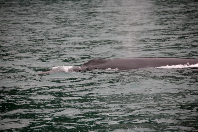 Humpback Whale - Kenai Fjords National Park - Alaska