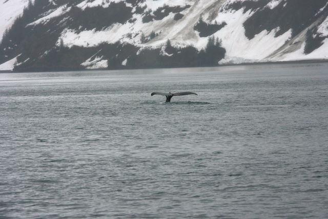 Humpback Whale - Kenai Fjords National Park - Alaska