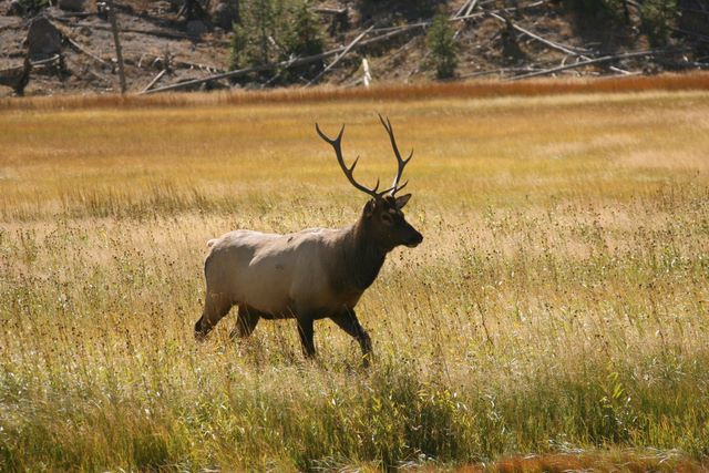 Young Bull Elk - Yellowstone National Park - MT  