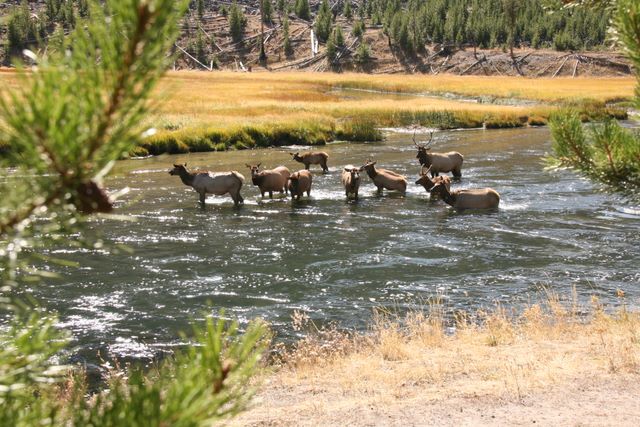 Elk Herd - Yellowstone National Park - MT  