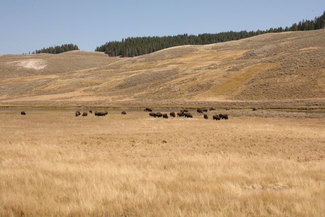 Bison Herd - Yellowstone National Park - MT