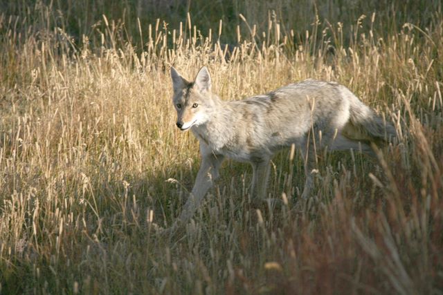 Coyote - Yellowstone National Park - MT