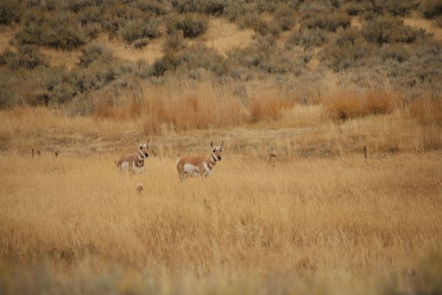 Females Pronghorn Antelope - Yellowstone National Park - MT 
