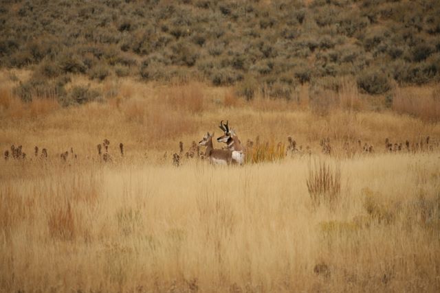 Pronghorn Antelopes - Yellowstone National Park - MT