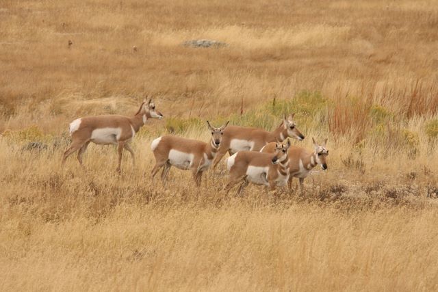 Females Pronghorn Antelope - Yellowstone National Park - MT