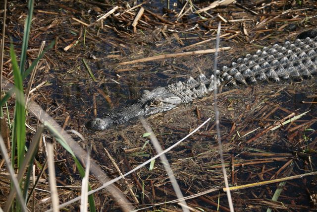 Alligator - Santee, SC 