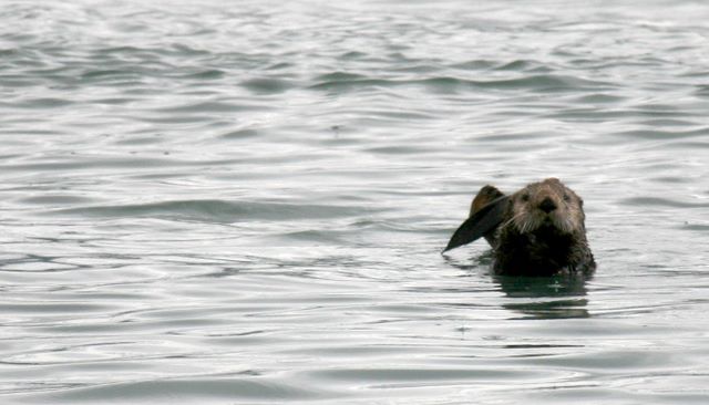 Sea Otter - Kenai Fjords National Park - Alaska