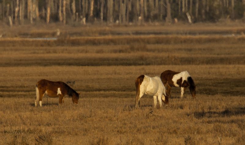 Wild Ponies / Horses 