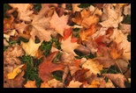 Fallen Leaves 